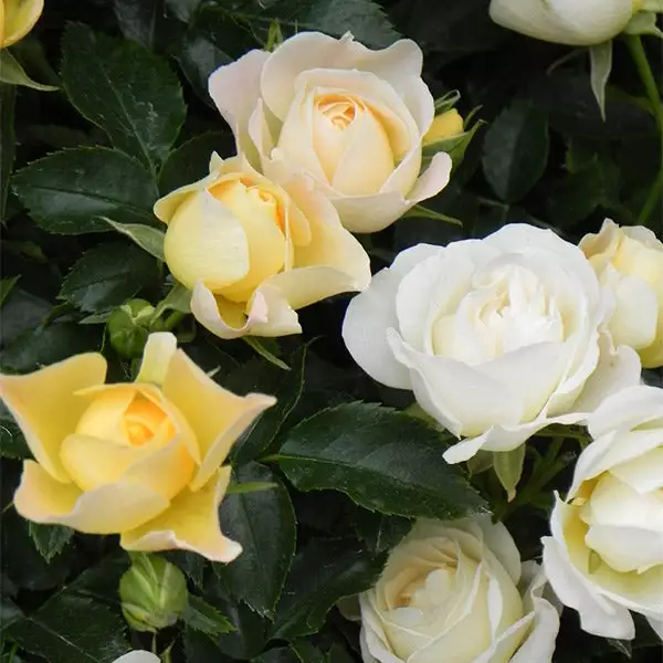 Brighter Blooms Roses Popcorn Drift® Rose 1 Brighter Blooms Roses Popcorn Drift® Rose