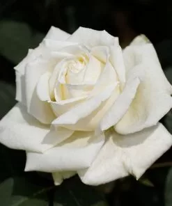 Brighter Blooms Pope John Paul II Rose Shrub