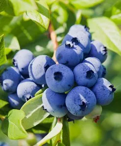 Brighter Blooms Fruit Trees Powderblue Blueberry Bush