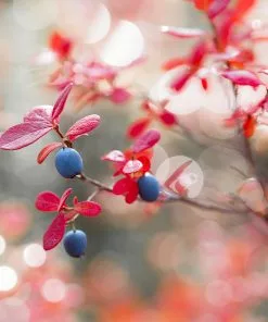 Brighter Blooms Fruit Trees Powderblue Blueberry Bush 9 Brighter Blooms Fruit Trees Powderblue Blueberry Bush