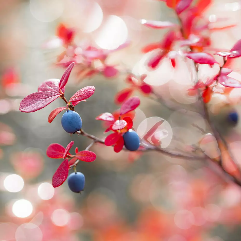 Brighter Blooms Fruit Trees Powderblue Blueberry Bush 4 Brighter Blooms Fruit Trees Powderblue Blueberry Bush