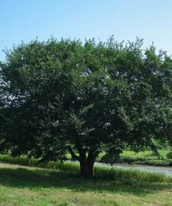 Brighter Blooms Prairie Expedition® Elm Tree 6 Brighter Blooms Prairie Expedition® Elm Tree