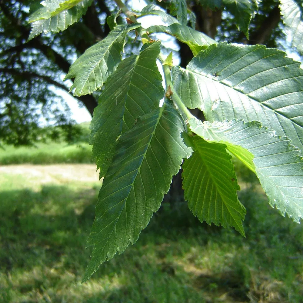 Brighter Blooms Prairie Expedition® Elm Tree 2 Brighter Blooms Prairie Expedition® Elm Tree