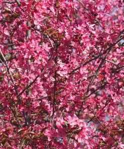 Brighter Blooms Prairifire Crabapple Tree Flowering Trees 7 Brighter Blooms Prairifire Crabapple Tree Flowering Trees