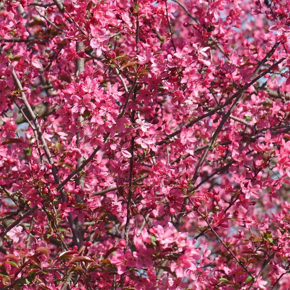 Brighter Blooms Prairifire Crabapple Tree Flowering Trees 3 Brighter Blooms Prairifire Crabapple Tree Flowering Trees