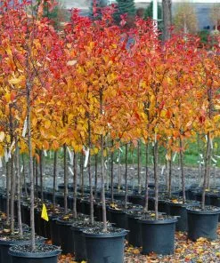 Brighter Blooms Prairifire Crabapple Tree Flowering Trees 9 Brighter Blooms Prairifire Crabapple Tree Flowering Trees