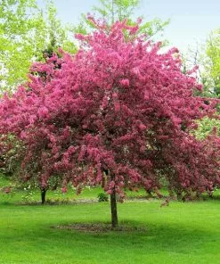 Brighter Blooms Prairifire Crabapple Tree Flowering Trees