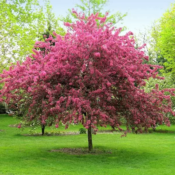 Brighter Blooms Prairifire Crabapple Tree Flowering Trees 1 Brighter Blooms Prairifire Crabapple Tree Flowering Trees