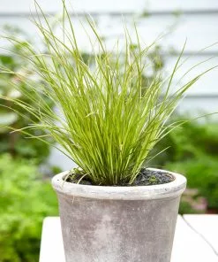 Brighter Blooms Prairie Fire Sedge Ornamental Grasses 7 Brighter Blooms Prairie Fire Sedge Ornamental Grasses