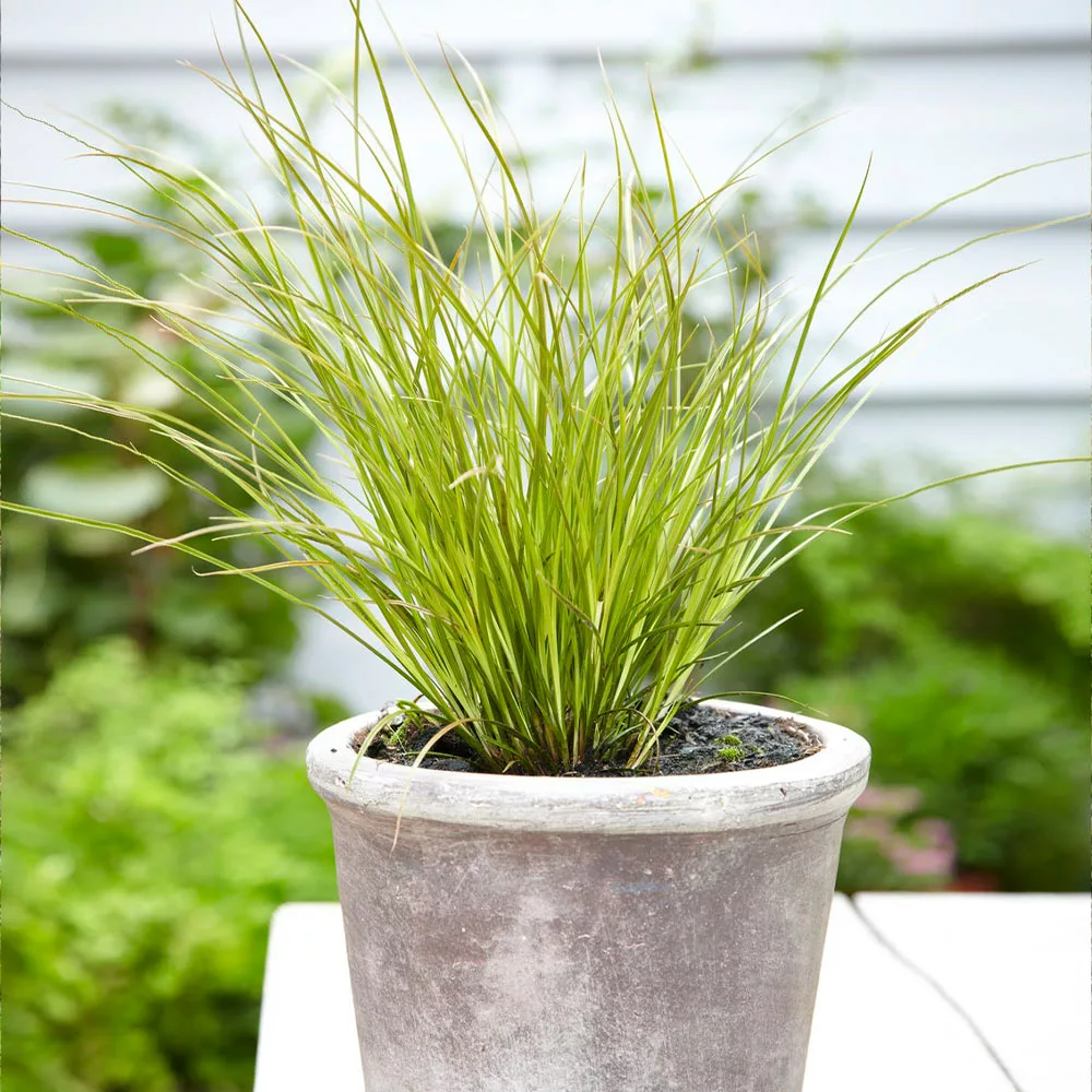Brighter Blooms Prairie Fire Sedge Ornamental Grasses 4 Brighter Blooms Prairie Fire Sedge Ornamental Grasses