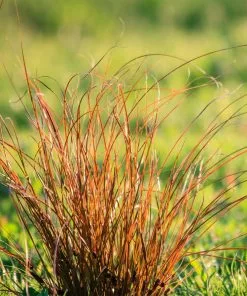 Brighter Blooms Prairie Fire Sedge Ornamental Grasses
