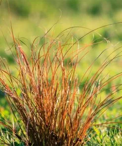 Brighter Blooms Prairie Fire Sedge Ornamental Grasses