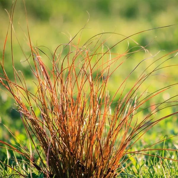 Brighter Blooms Prairie Fire Sedge Ornamental Grasses 1 Brighter Blooms Prairie Fire Sedge Ornamental Grasses