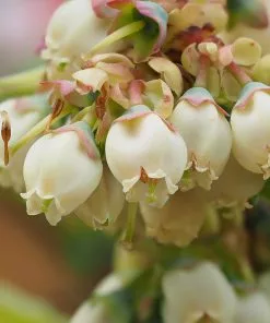 Brighter Blooms Fruit Trees Premier Blueberry Bush 9 Brighter Blooms Fruit Trees Premier Blueberry Bush