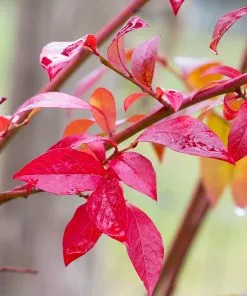 Brighter Blooms Fruit Trees Premier Blueberry Bush 10 Brighter Blooms Fruit Trees Premier Blueberry Bush