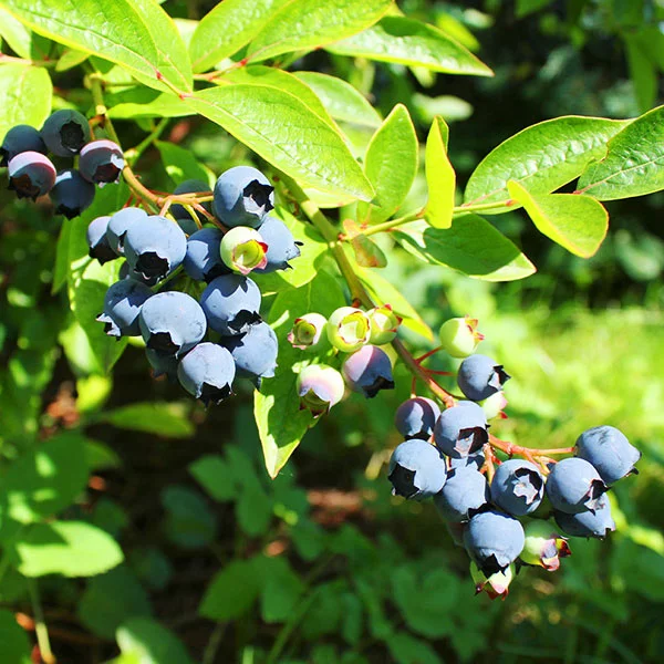 Brighter Blooms Fruit Trees Premier Blueberry Bush 1 Brighter Blooms Fruit Trees Premier Blueberry Bush