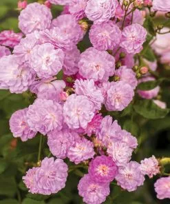 Brighter Blooms Roses Pretty Polly® Lavender Rose