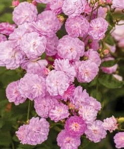 Brighter Blooms Roses Pretty Polly® Lavender Rose