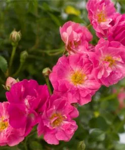 Brighter Blooms Roses Pretty Polly® Pink Rose