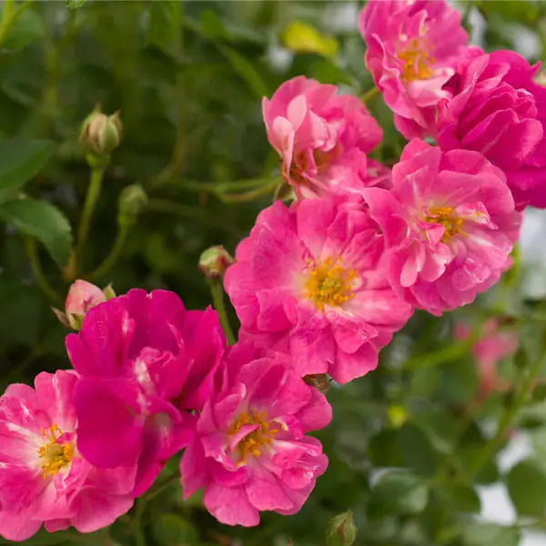 Brighter Blooms Roses Pretty Polly® Pink Rose 1 Brighter Blooms Roses Pretty Polly® Pink Rose