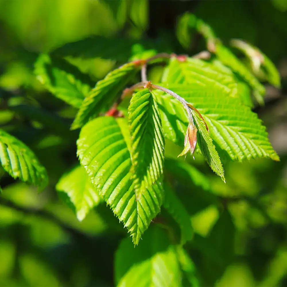 Brighter Blooms Princeton American Elm Tree 4 Brighter Blooms Princeton American Elm Tree