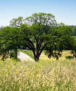 Brighter Blooms Princeton American Elm Tree