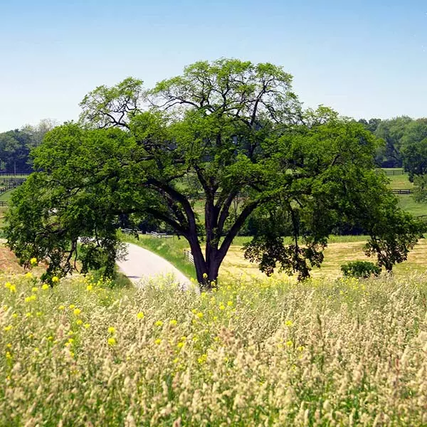 Brighter Blooms Princeton American Elm Tree 1 Brighter Blooms Princeton American Elm Tree