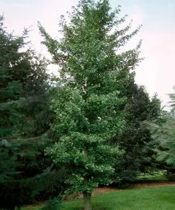 Brighter Blooms Flowering Trees Princeton Sentry™ Columnar Ginkgo 5 Brighter Blooms Flowering Trees Princeton Sentry™ Columnar Ginkgo