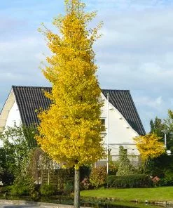 Brighter Blooms Flowering Trees Princeton Sentry™ Columnar Ginkgo