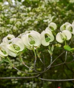 Brighter Blooms Mexican Flowering Dogwood Tree 6 Brighter Blooms Mexican Flowering Dogwood Tree