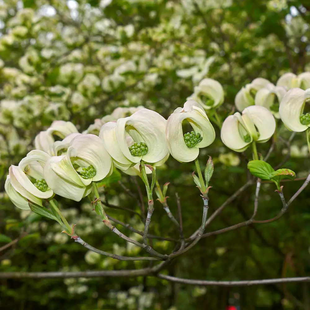 Brighter Blooms Mexican Flowering Dogwood Tree 3 Brighter Blooms Mexican Flowering Dogwood Tree