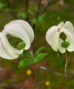 Brighter Blooms Mexican Flowering Dogwood Tree 7 Brighter Blooms Mexican Flowering Dogwood Tree