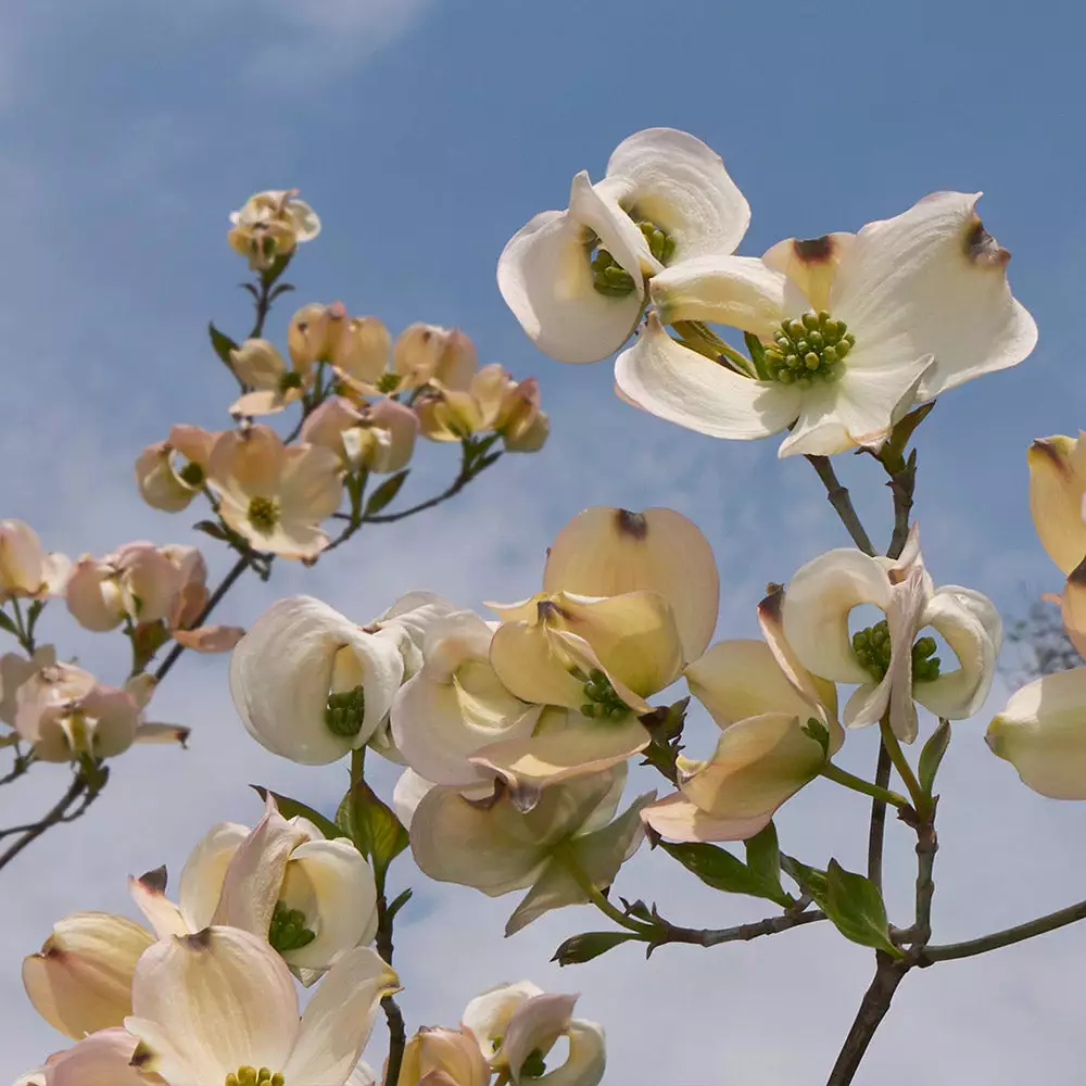 Brighter Blooms Mexican Flowering Dogwood Tree 2 Brighter Blooms Mexican Flowering Dogwood Tree
