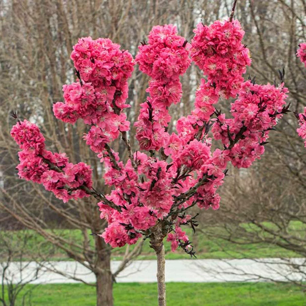 Brighter Blooms Ruby Ruffle™ Patio Peach Tree House & Patio 2 Brighter Blooms Ruby Ruffle™ Patio Peach Tree House & Patio