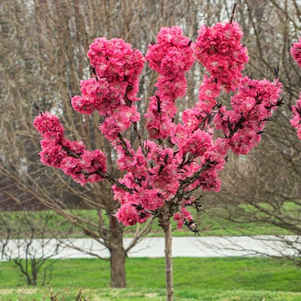 Brighter Blooms Ruby Ruffle™ Patio Peach Tree House & Patio 1 Brighter Blooms Ruby Ruffle™ Patio Peach Tree House & Patio
