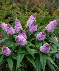 Brighter Blooms Shrubs & Hedges Pugster® Amethyst Butterfly Bush 8 Brighter Blooms Shrubs & Hedges Pugster® Amethyst Butterfly Bush