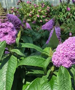 Brighter Blooms Shrubs & Hedges Pugster® Amethyst Butterfly Bush