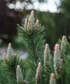Brighter Blooms Evergreen & Privacy Dwarf Mugo Pine