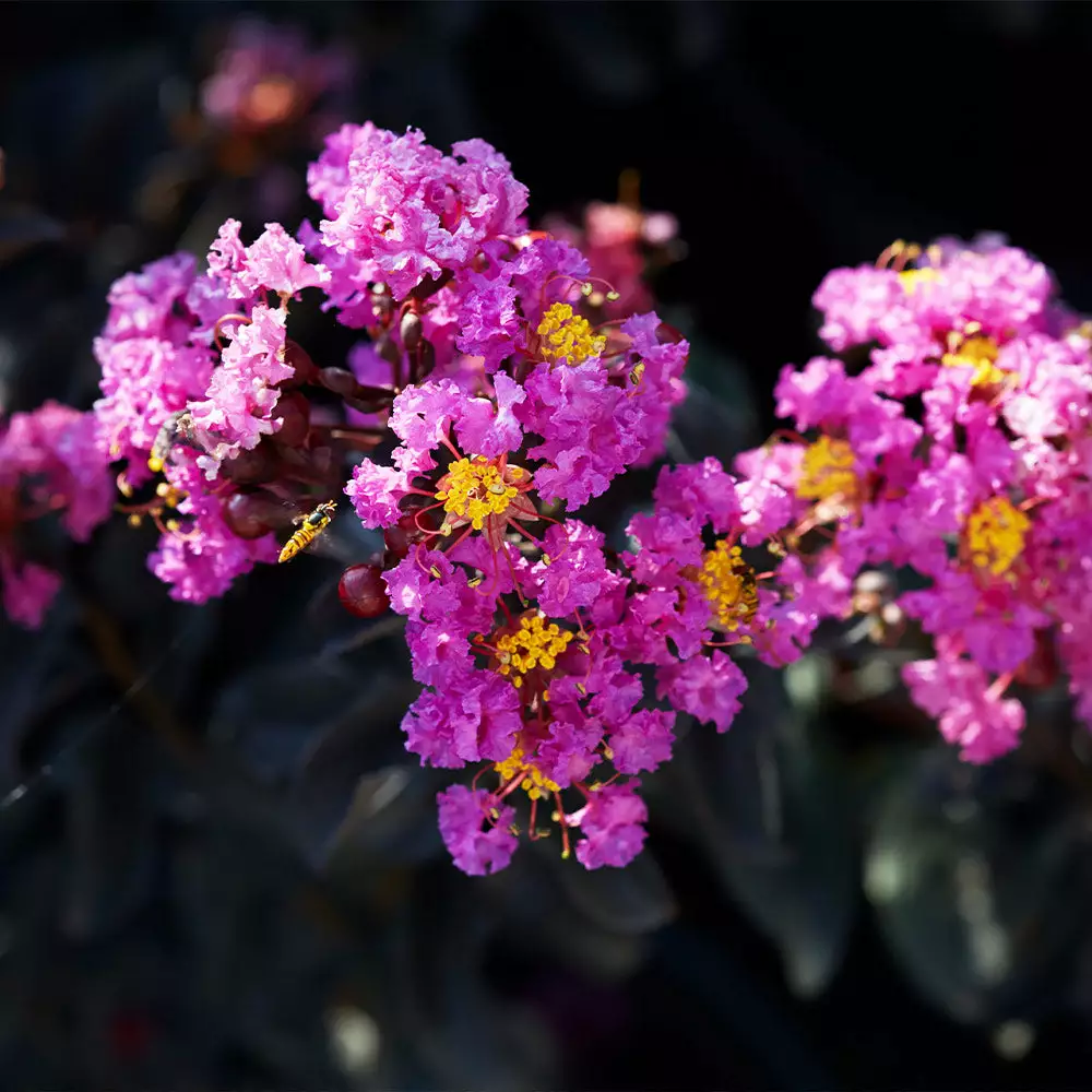 Brighter Blooms Flowering Trees Black Diamond® Purely Purple™ Crape Myrtle Tree 3 Brighter Blooms Flowering Trees Black Diamond® Purely Purple™ Crape Myrtle Tree