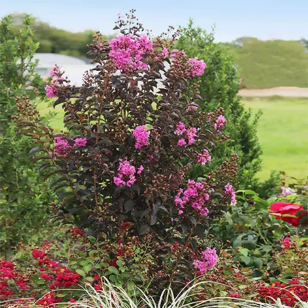Brighter Blooms Flowering Trees Black Diamond® Purely Purple™ Crape Myrtle Tree 1 Brighter Blooms Flowering Trees Black Diamond® Purely Purple™ Crape Myrtle Tree