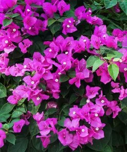Brighter Blooms New River Bougainvillea Tree Bougainvillea Plants 8 Brighter Blooms New River Bougainvillea Tree Bougainvillea Plants