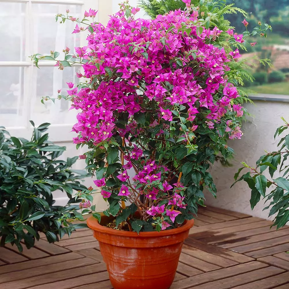 Brighter Blooms New River Bougainvillea SHOP ALL 3 Brighter Blooms New River Bougainvillea SHOP ALL