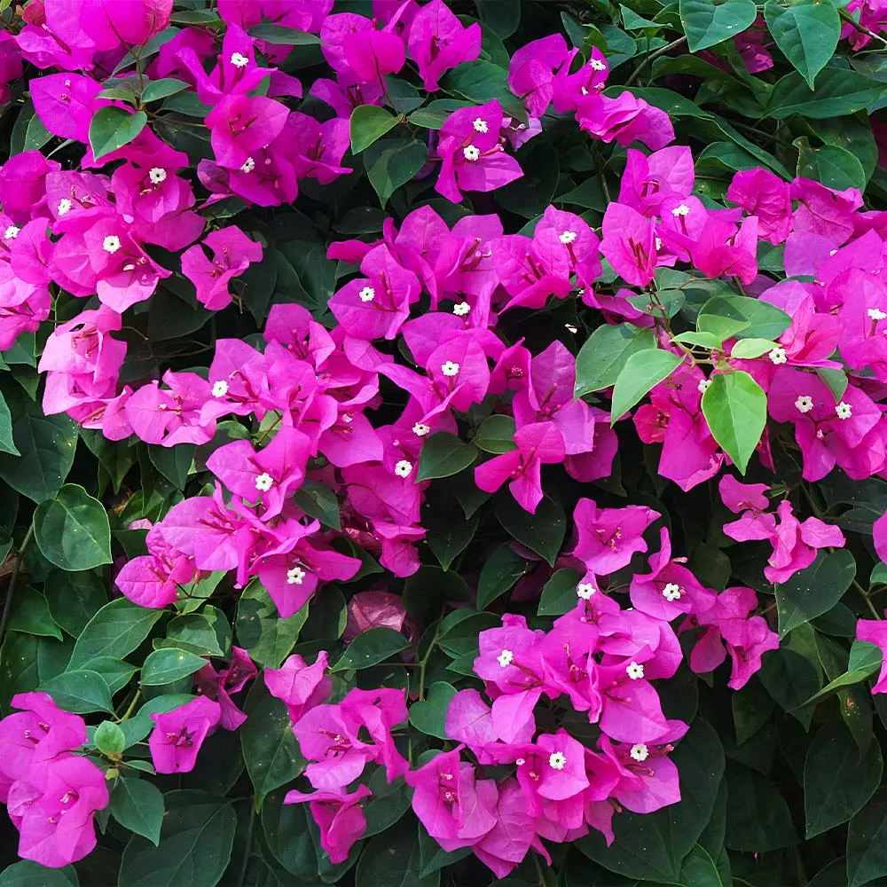 Brighter Blooms New River Bougainvillea SHOP ALL 2 Brighter Blooms New River Bougainvillea SHOP ALL