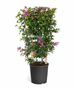 Brighter Blooms New River Bougainvillea SHOP ALL 18 Brighter Blooms New River Bougainvillea SHOP ALL