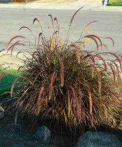 Brighter Blooms Purple Fountain Grass Ornamental Grasses