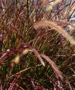 Brighter Blooms Purple Fountain Grass Ornamental Grasses
