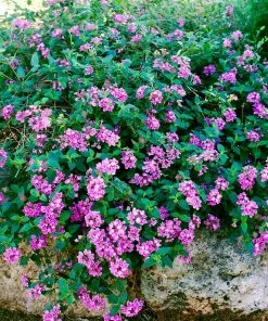 Brighter Blooms Perennials Purple Lantana