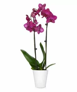 Brighter Blooms SHOP ALL Orchid Plant In White Pot 18 Brighter Blooms SHOP ALL Orchid Plant In White Pot