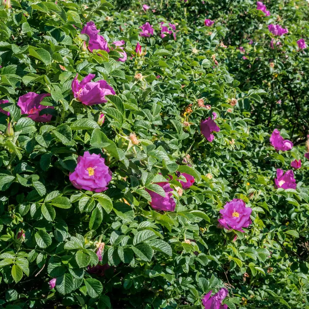 Brighter Blooms Purple Pavement Rose 3 Brighter Blooms Purple Pavement Rose