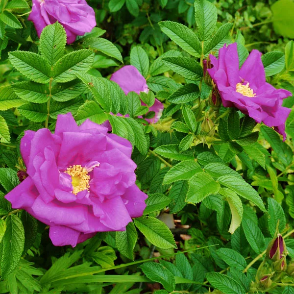Brighter Blooms Purple Pavement Rose 1 Brighter Blooms Purple Pavement Rose